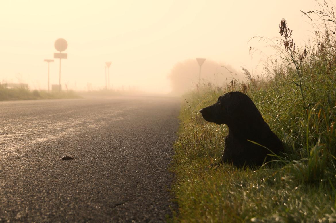 Labrador retriever Maggie -  Mig og Maggie ude at cykle en dejlig morgen kl. 08:00 :-) billede 4