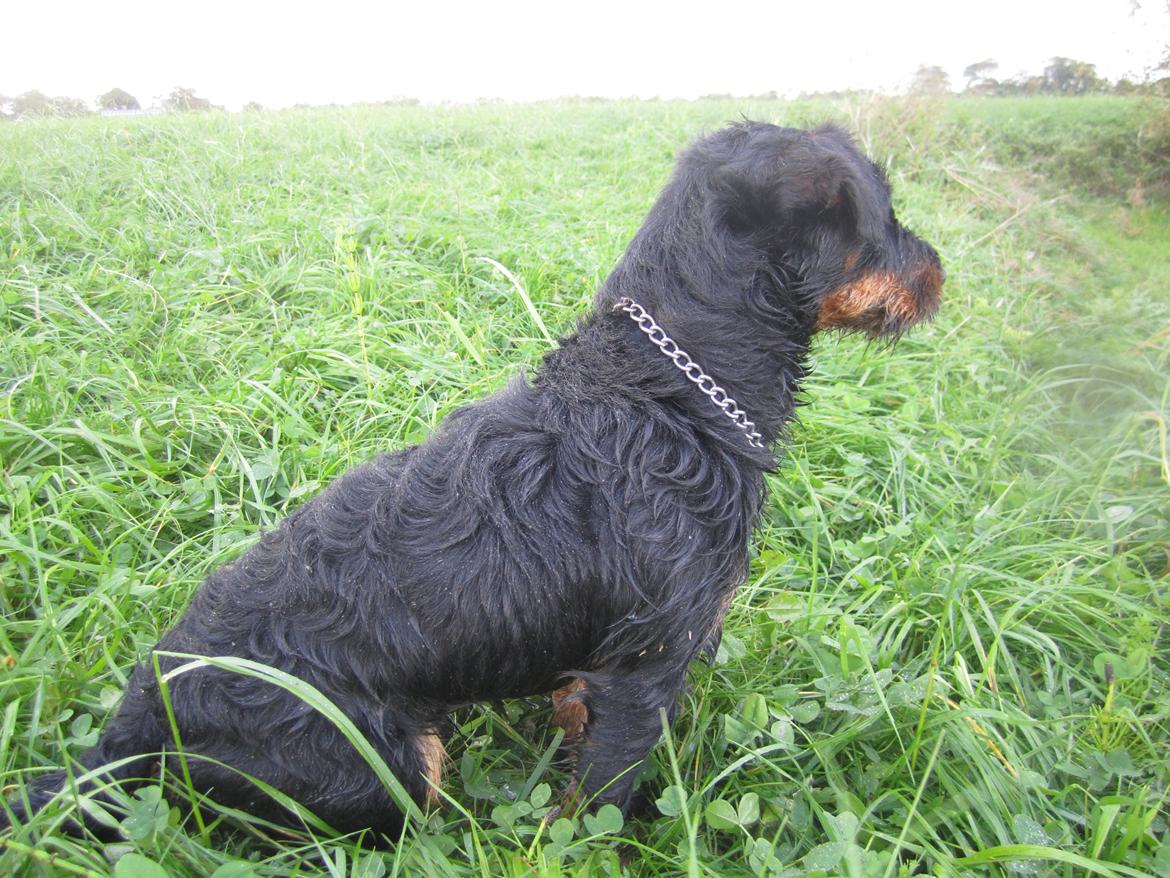 Tysk jagtterrier Buller<3 Farvel min ven <3 - må jeg ik godt snart hendet den and?? billede 15