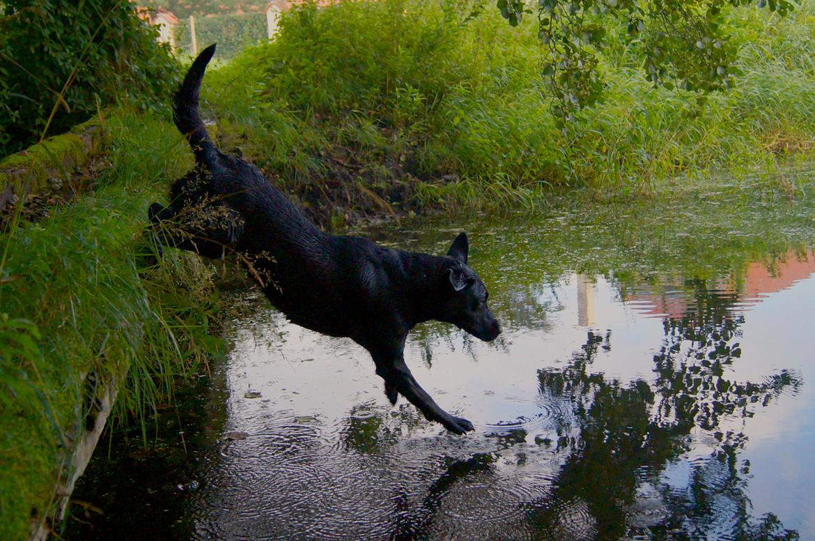 Labrador retriever Maggie - Maggie på vej i vandet sep. 2012. billede 9