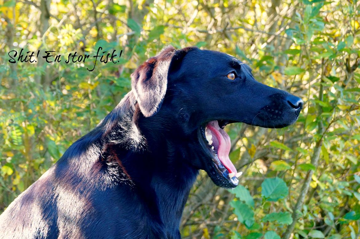 Labrador retriever Maggie - Min dejlige hund (sidder foran vores sø) sep. 2012 billede 10