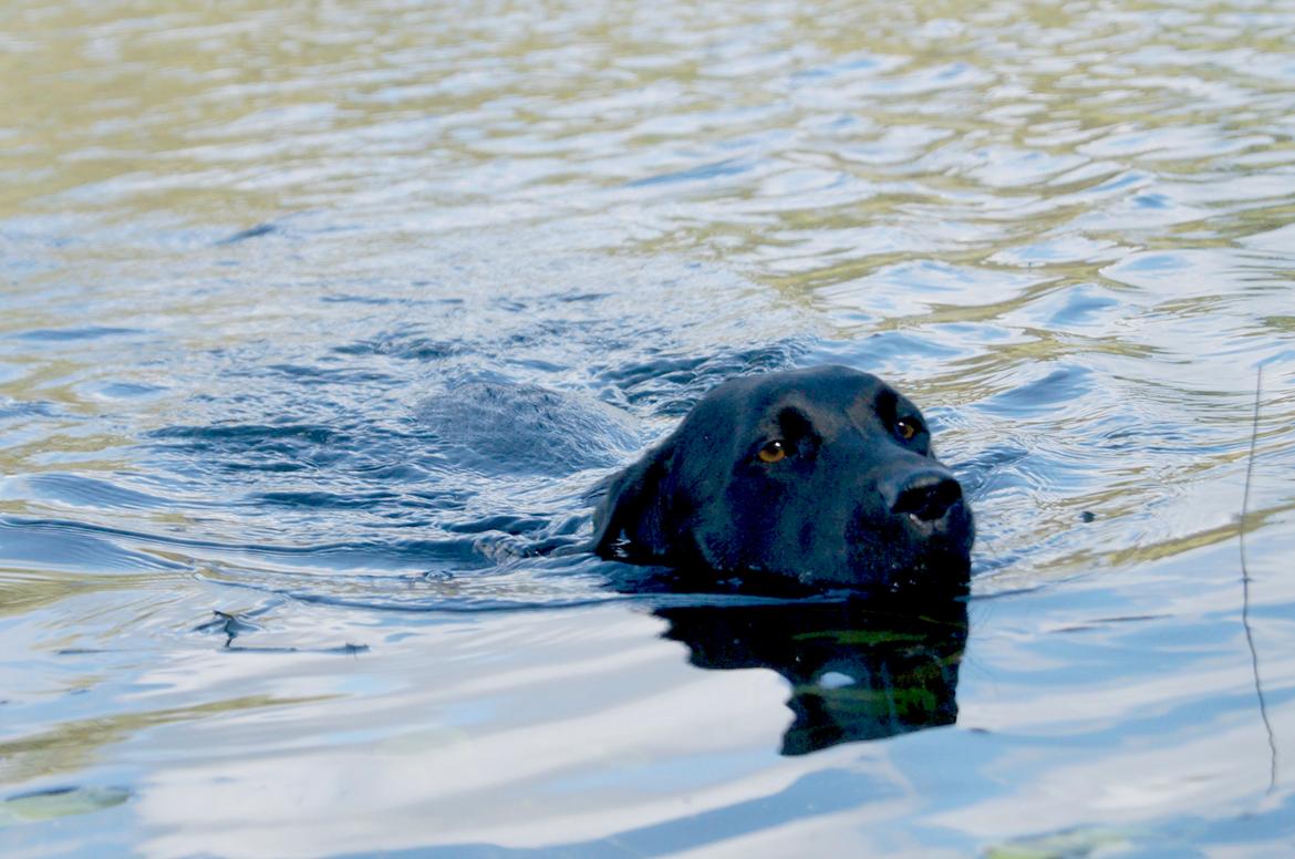 Labrador retriever Maggie - Maggie ude at svømme sep. 2012 :-) billede 11