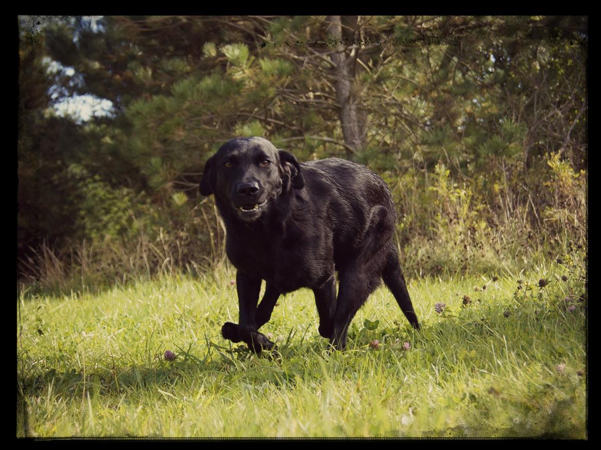 Labrador retriever Maggie - Søde Maxen i fuld fart omkring et hjørne :-) sep 2012
 billede 12