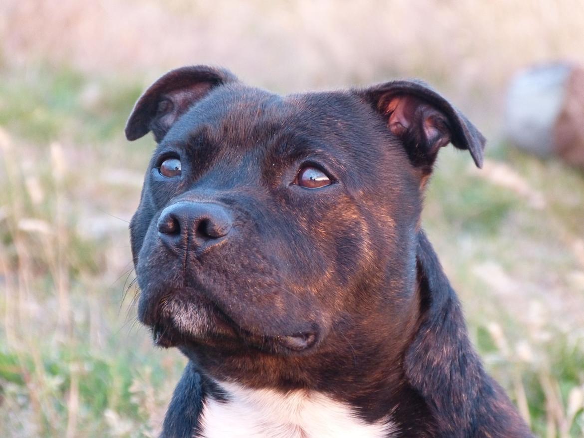 Staffordshire bull terrier Enzo - 2 år gammel billede 18