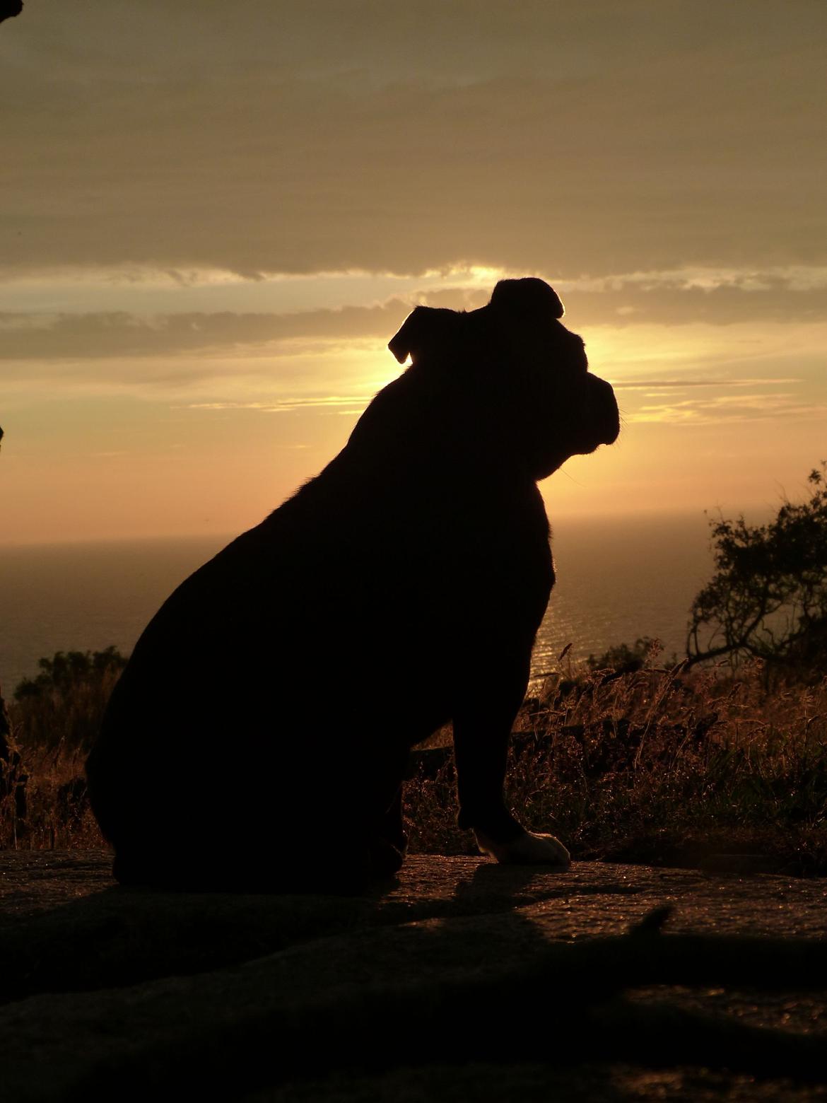 Staffordshire bull terrier Enzo - Solnedgang på Bornholm. 2 år gammel billede 20