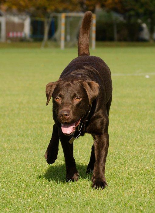 Labrador retriever sisqo billede 1