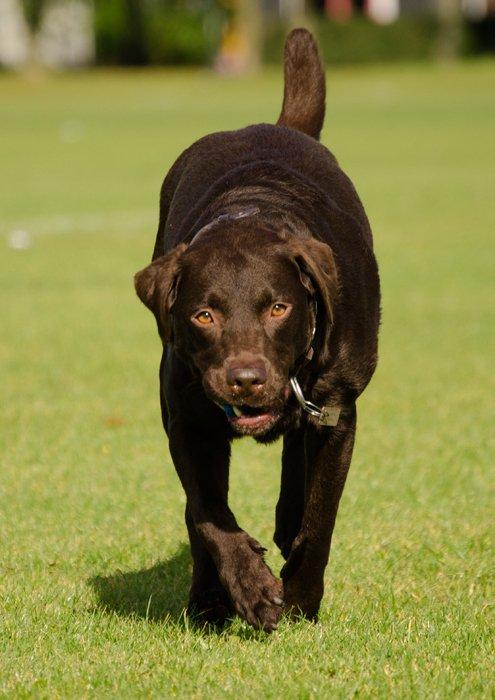 Labrador retriever sisqo billede 6