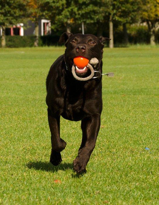 Labrador retriever sisqo billede 5