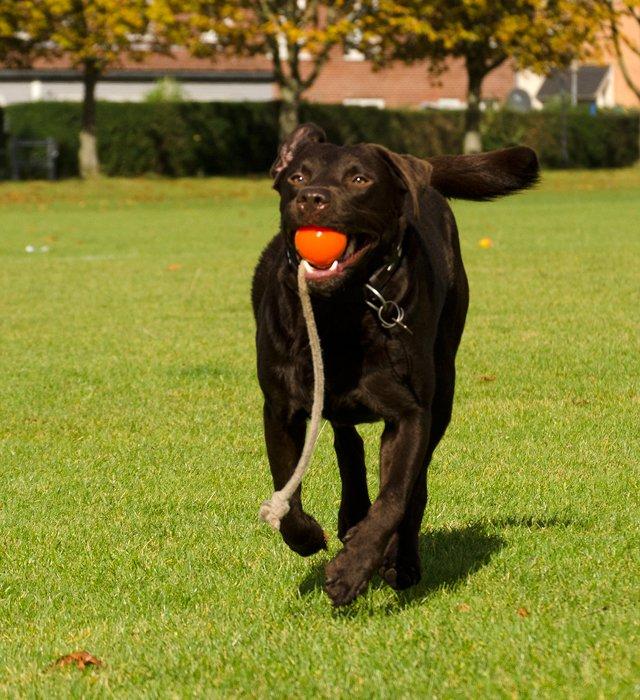 Labrador retriever sisqo billede 4