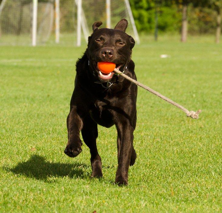Labrador retriever sisqo billede 3