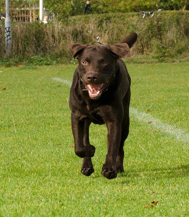 Labrador retriever sisqo billede 2