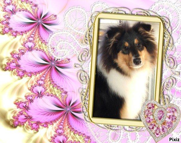 Collie langhåret Tvingsfields Dirty Diana (Belle) - 6 mdr. billede 2