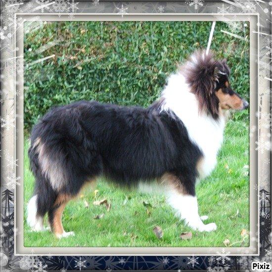 Collie langhåret Tvingsfields Dirty Diana (Belle) billede 19