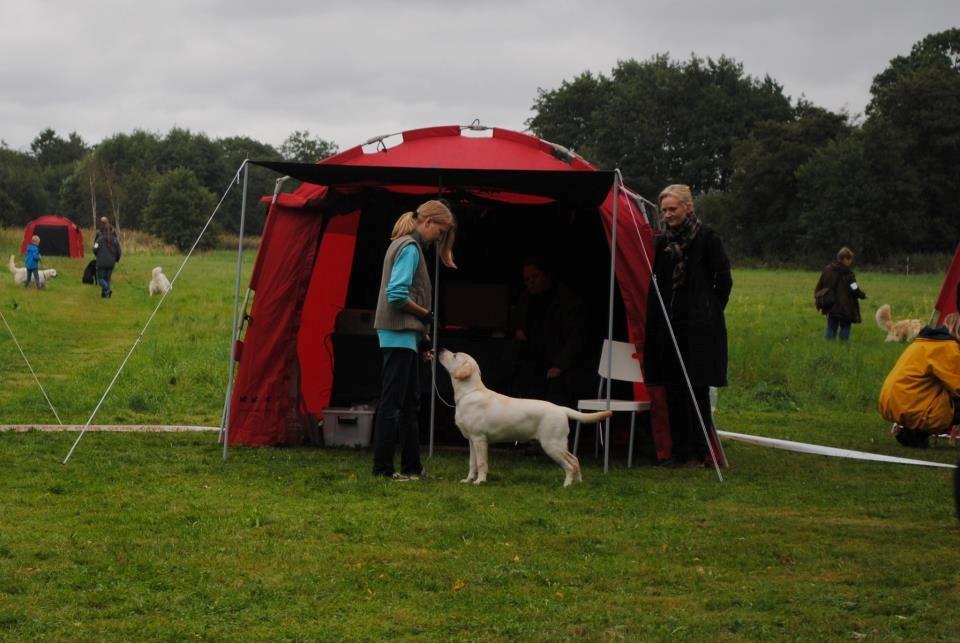 Labrador retriever Abel - 1. udstilling i Fredriksssund

 billede 8