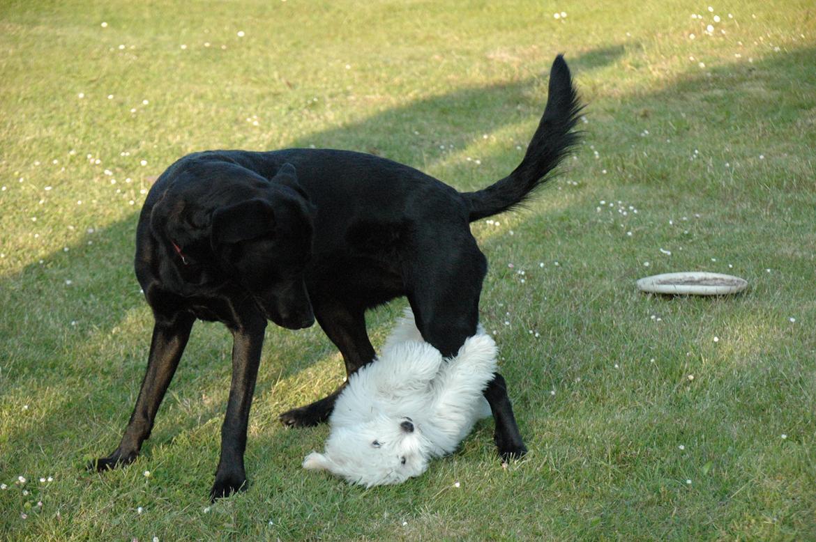 Coton de tulear Oskar - Oskar og Sika (; billede 9