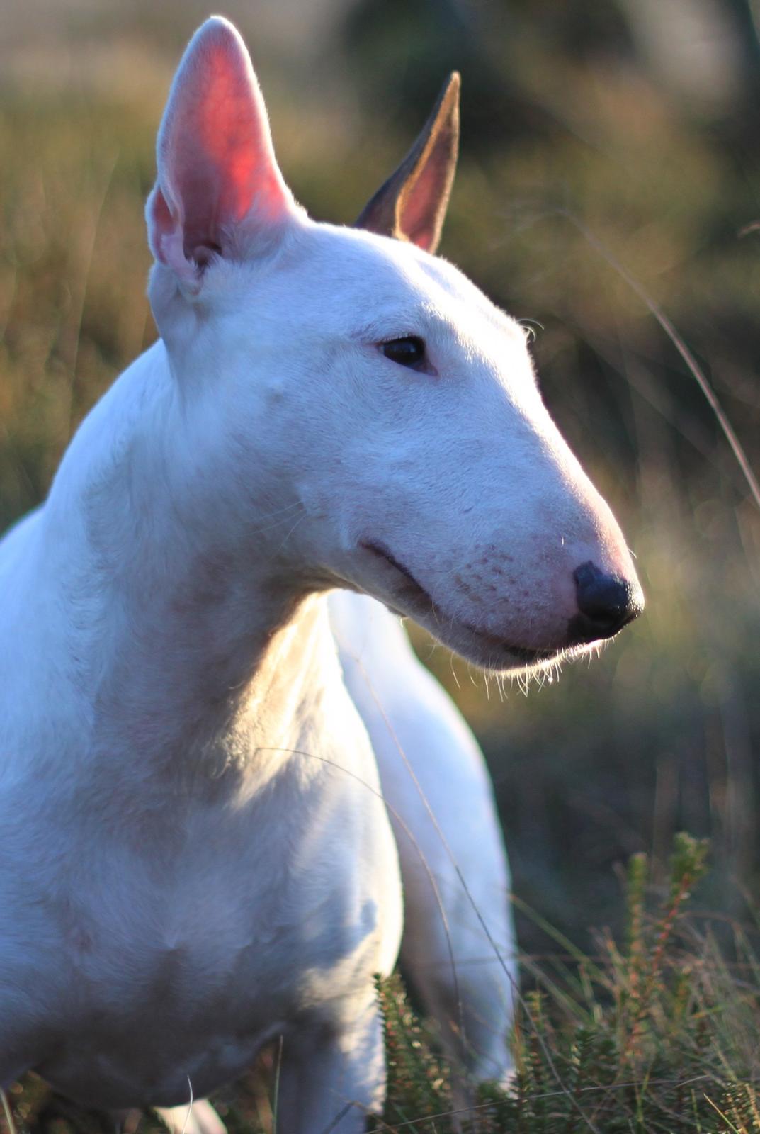 Bullterrier Lulu *himmelhund* billede 24