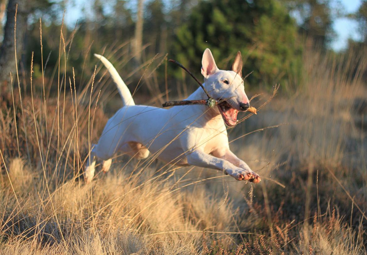 Bullterrier Lulu *himmelhund* billede 25