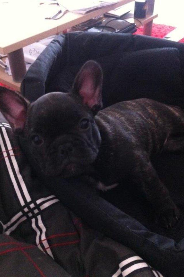 Fransk bulldog Molly billede 1