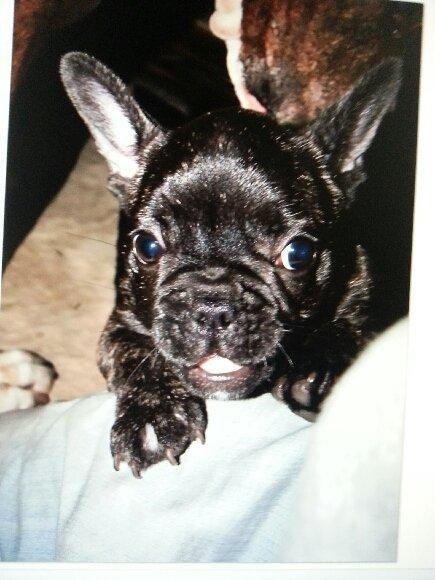 Fransk bulldog Molly billede 2