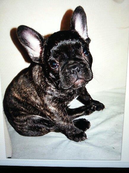 Fransk bulldog Molly billede 3