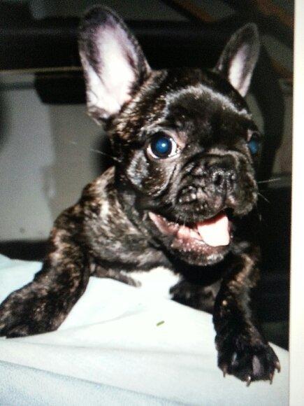 Fransk bulldog Molly billede 4
