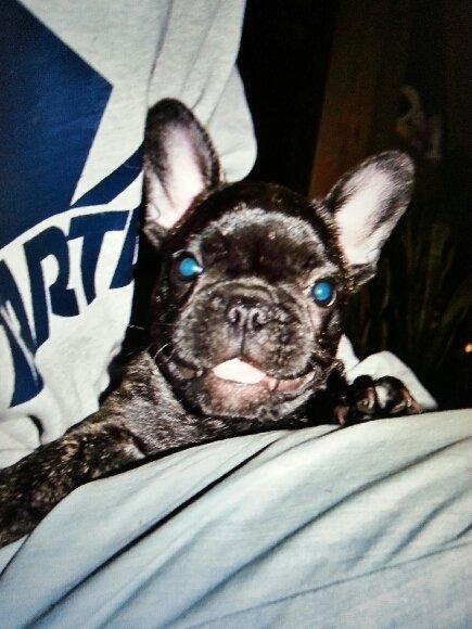 Fransk bulldog Molly billede 5