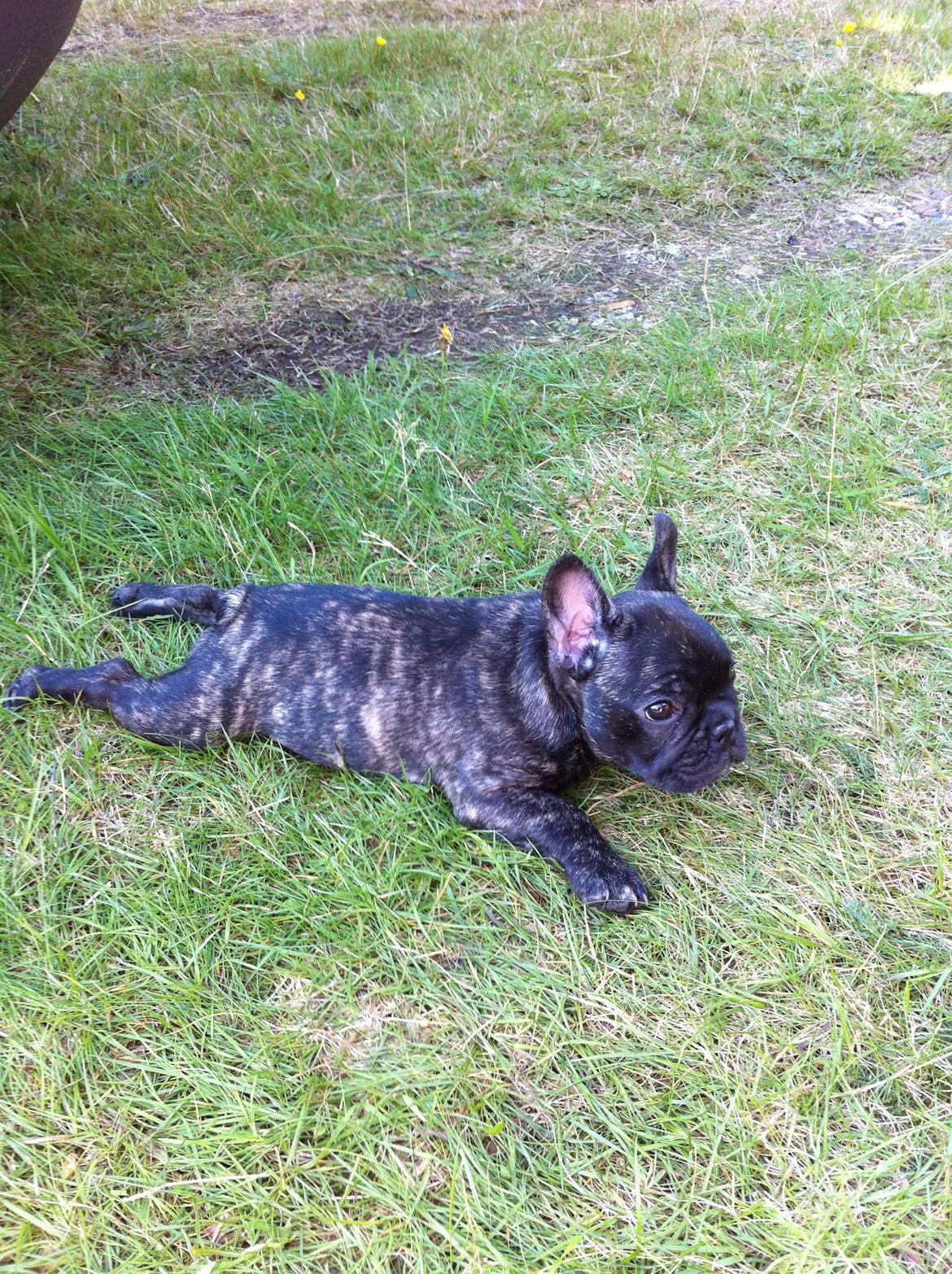 Fransk bulldog Molly billede 6