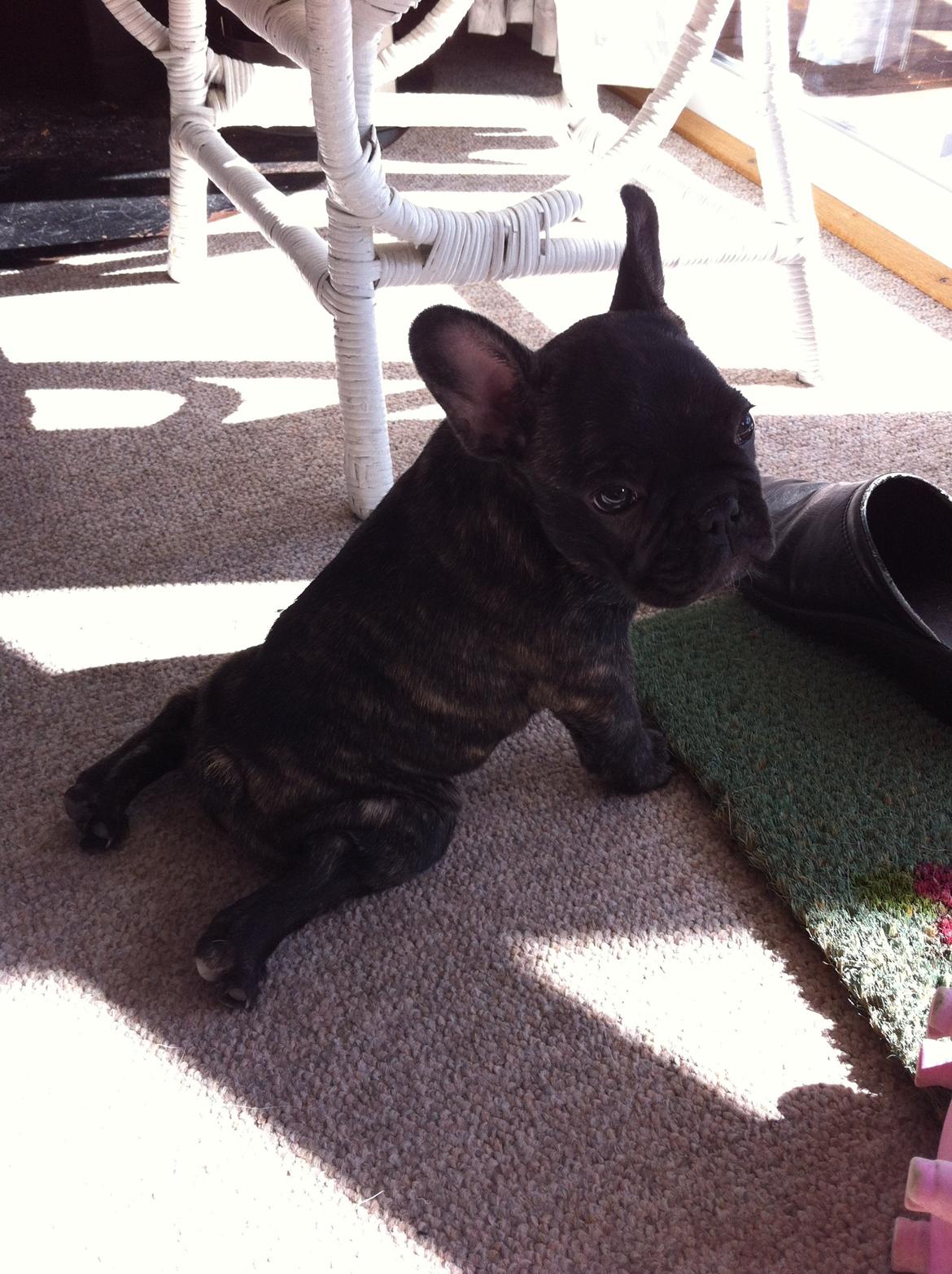 Fransk bulldog Molly billede 7