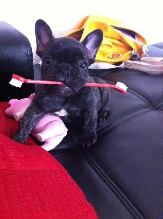 Fransk bulldog Molly - nøøj hvor smager den lækker :D
 billede 8