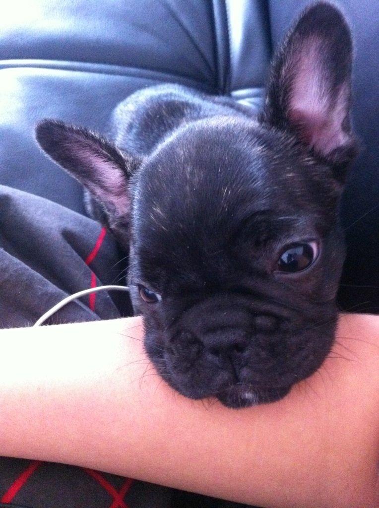 Fransk bulldog Molly billede 9