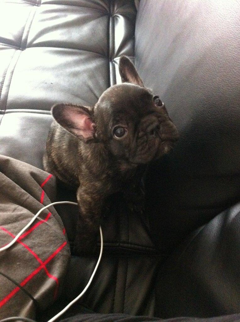 Fransk bulldog Molly billede 10