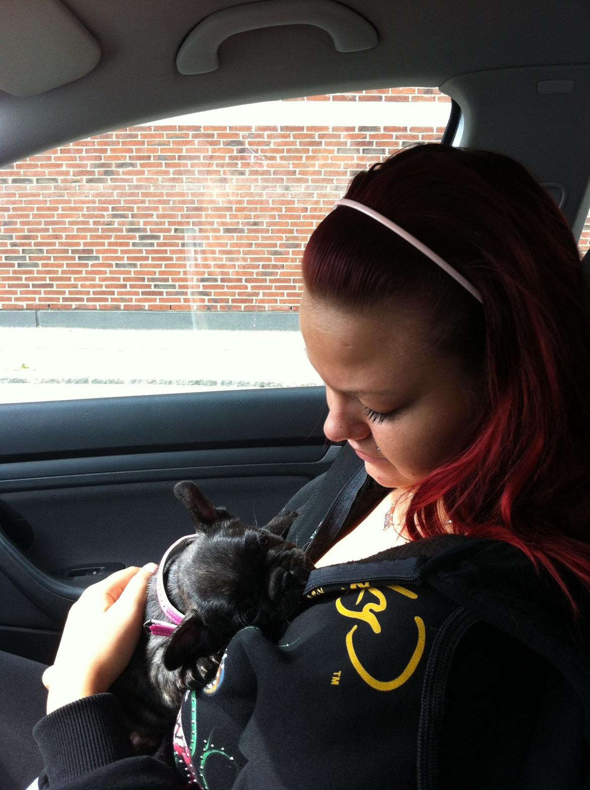 Fransk bulldog Molly - 8uger, første køretur.  billede 12