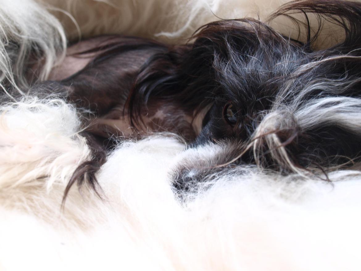 Chinese crested hårløs Misella´s Rex <3 billede 1