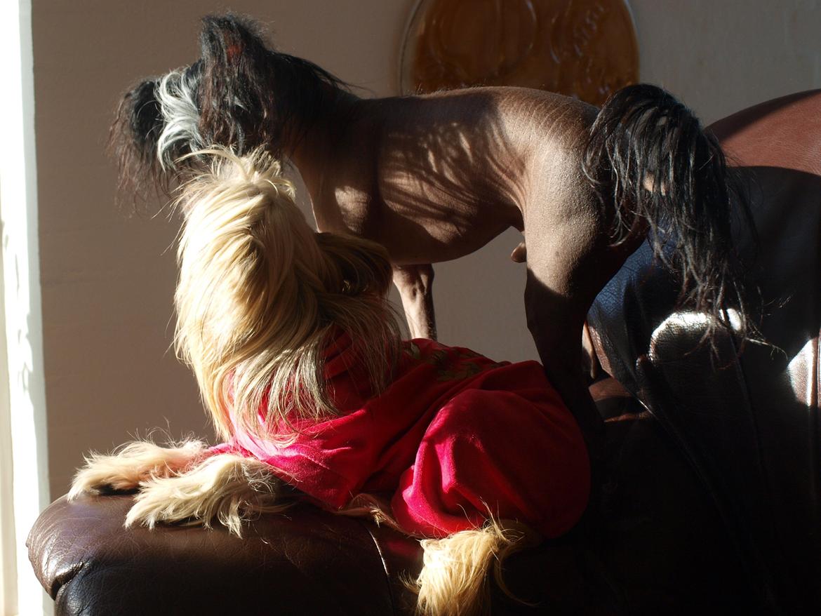 Chinese crested hårløs Kajser <3 billede 8