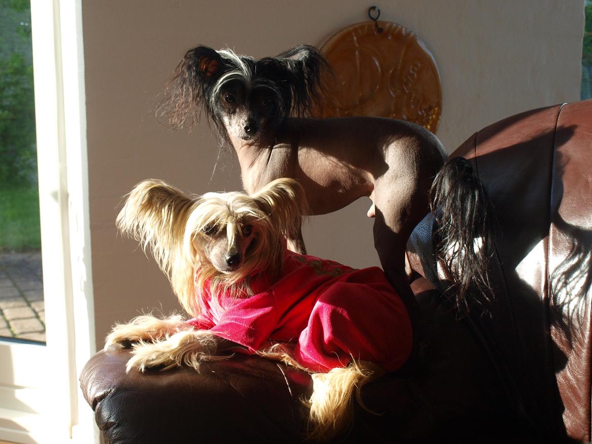 Chinese crested hårløs Kajser <3 billede 9