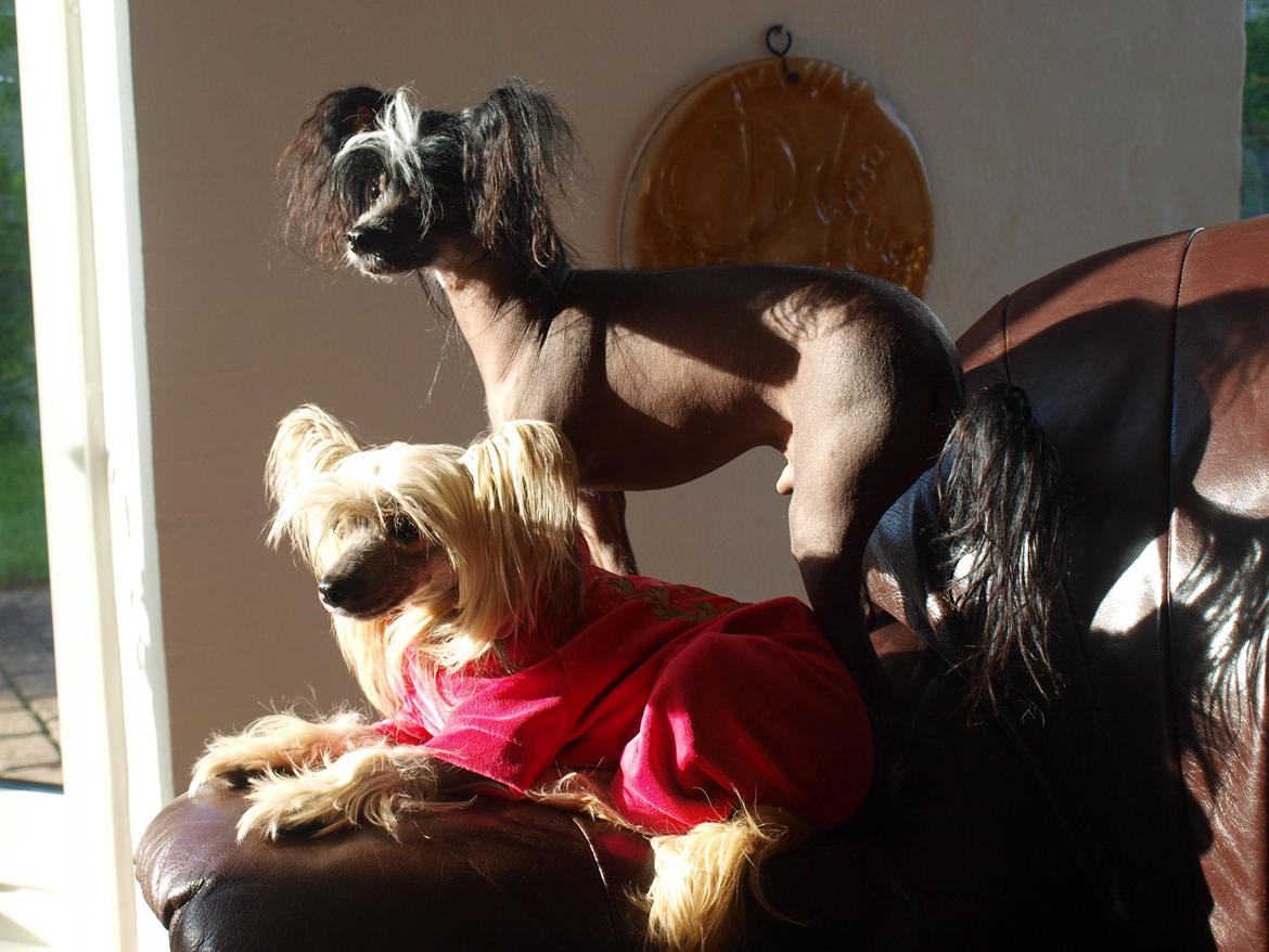 Chinese crested hårløs Kajser <3 billede 10