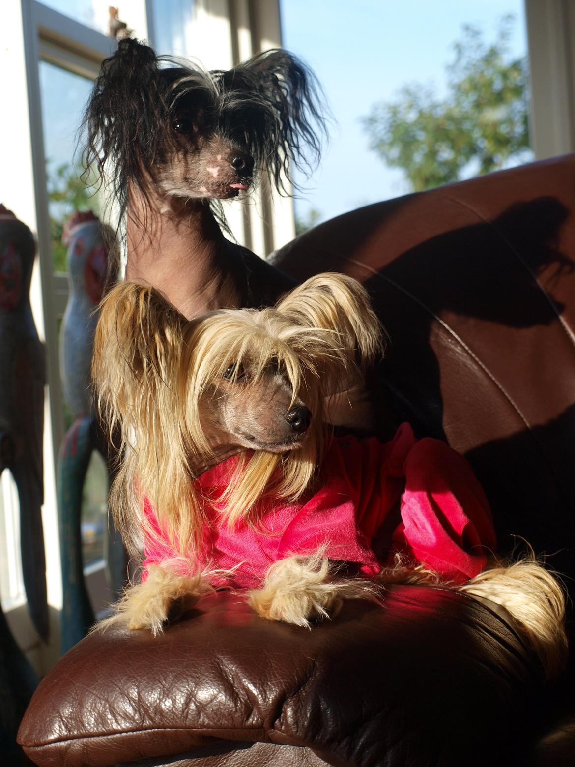 Chinese crested hårløs Kajser <3 billede 2