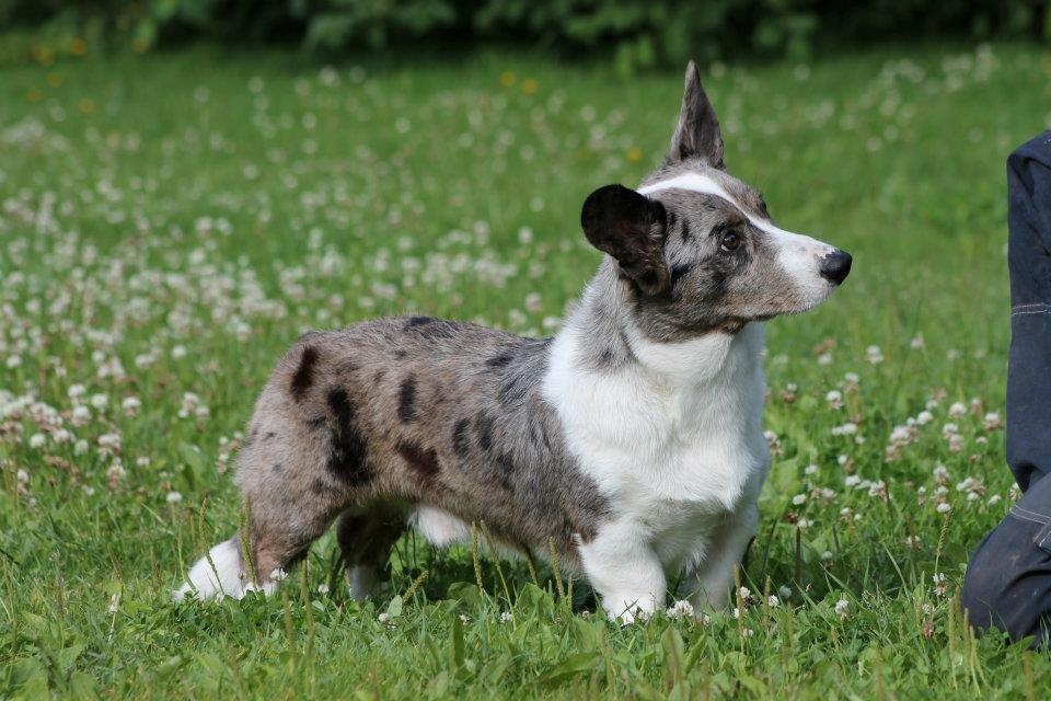 Welsh corgi cardigan Eeys - 1 år billede 18