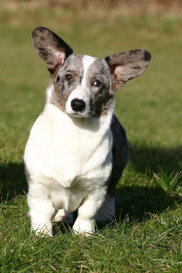 Welsh corgi cardigan Eeys billede 13