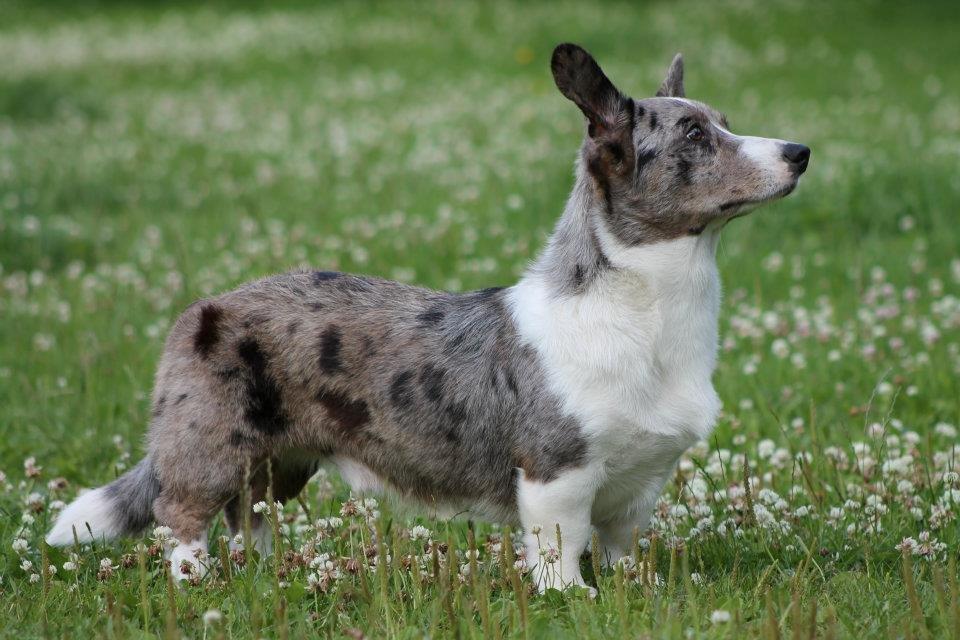 Welsh corgi cardigan Eeys - 1 år
 billede 17