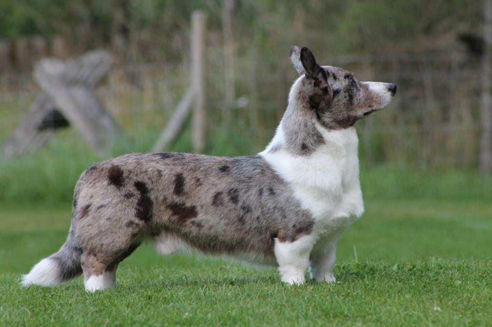 Welsh corgi cardigan Eeys - 13 måneder billede 1