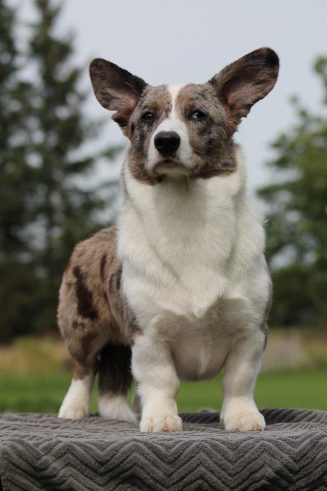 Welsh corgi cardigan Eeys - 13 måneder billede 2