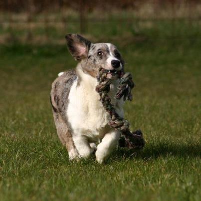 Welsh corgi cardigan Eeys billede 16