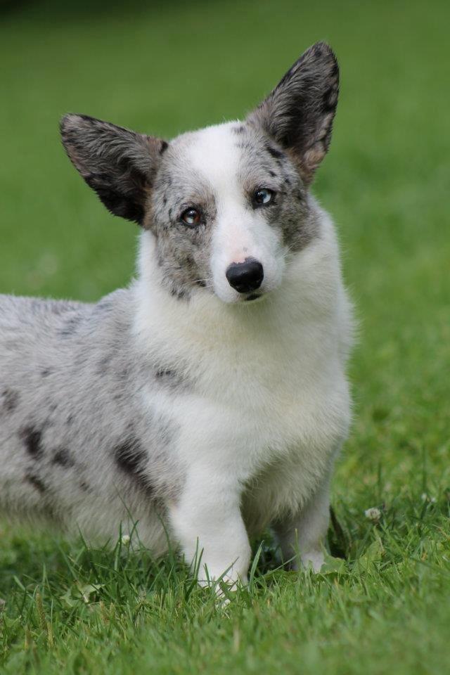 Welsh corgi cardigan Hottie billede 1