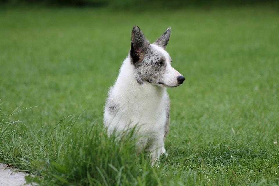Welsh corgi cardigan Hottie billede 2