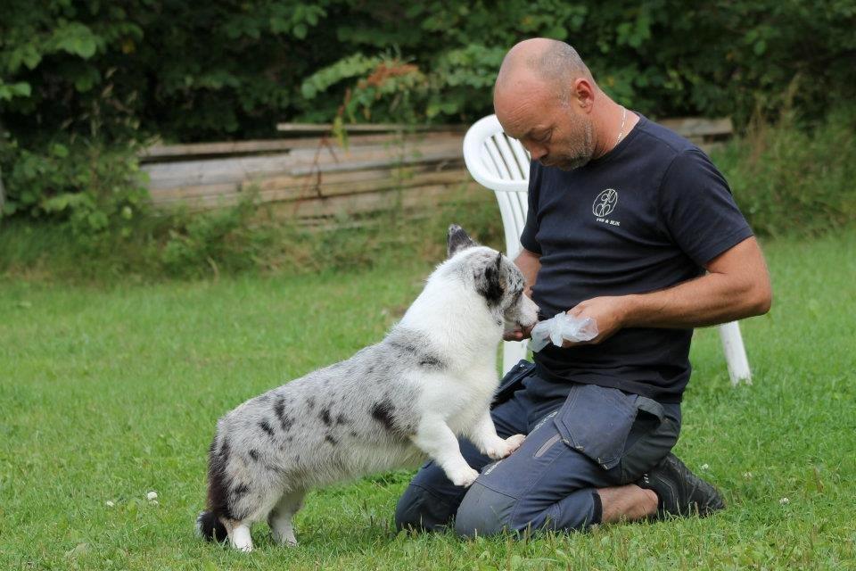 Welsh corgi cardigan Hottie billede 3