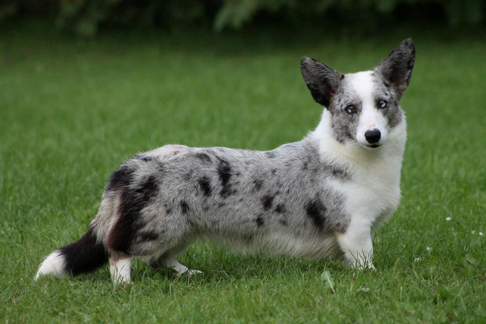 Welsh corgi cardigan Hottie billede 4