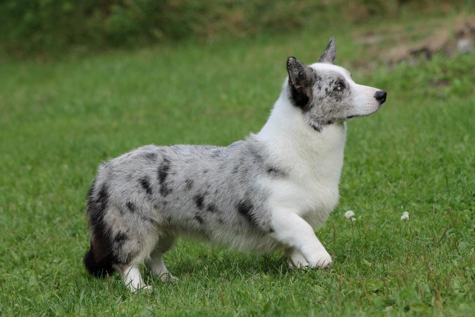 Welsh corgi cardigan Hottie billede 5