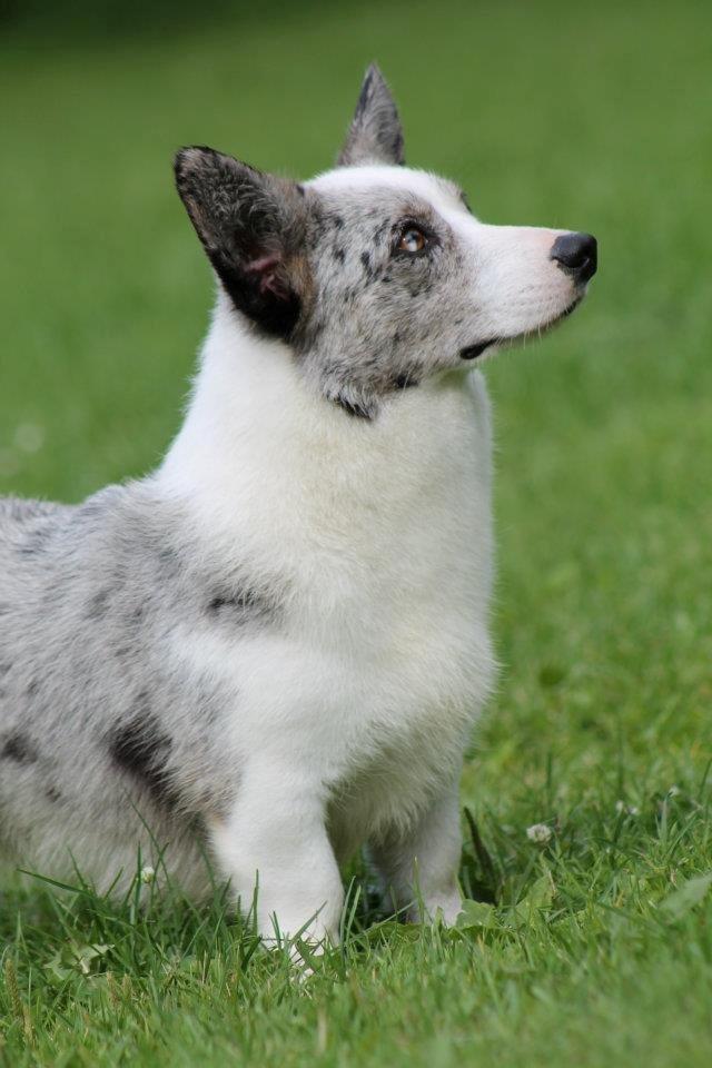 Welsh corgi cardigan Hottie billede 6