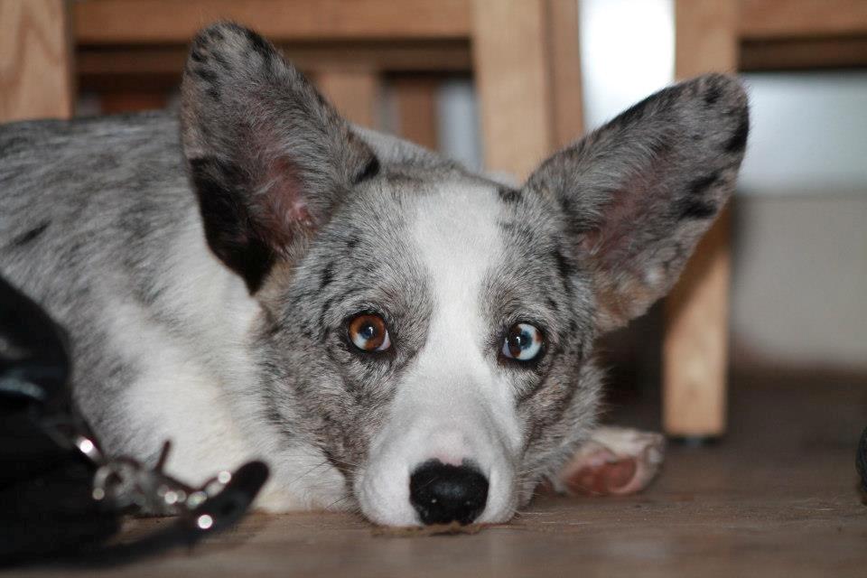 Welsh corgi cardigan Hottie billede 7