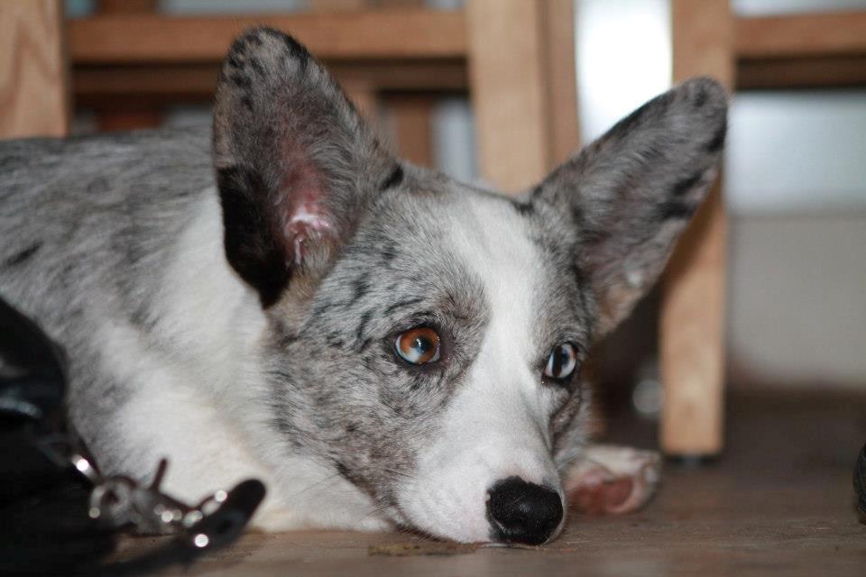 Welsh corgi cardigan Hottie billede 8